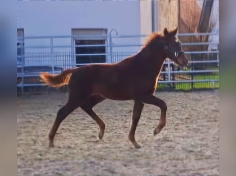 Westphalian Stallion 1 year Chestnut-Red in Borchen