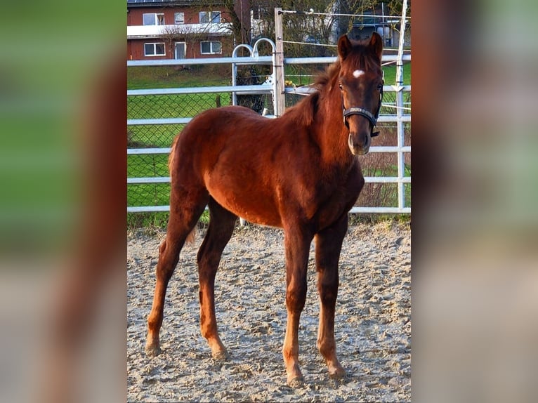 Westphalian Stallion 1 year Chestnut-Red in Borchen