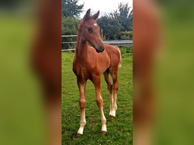 Westphalian Stallion 1 year Chestnut-Red in Borchen