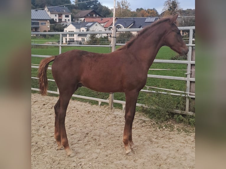 Westphalian Stallion 1 year Chestnut-Red in Borchen