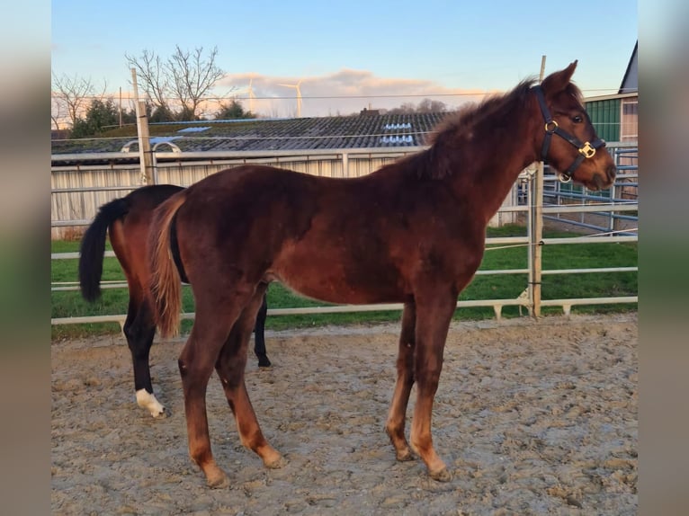 Westphalian Stallion 1 year Chestnut-Red in Borchen