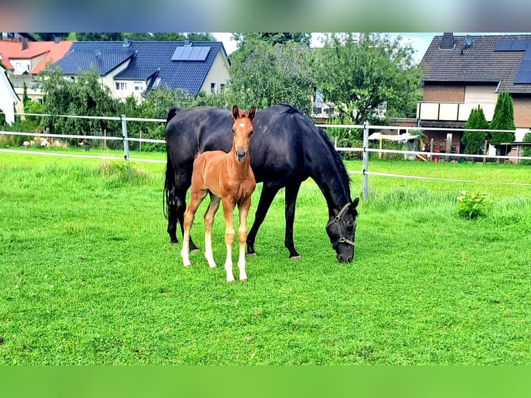 Westphalian Stallion 1 year Chestnut-Red in Borchen