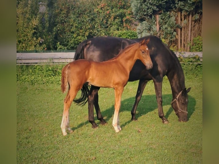 Westphalian Stallion 1 year Chestnut-Red in Borchen