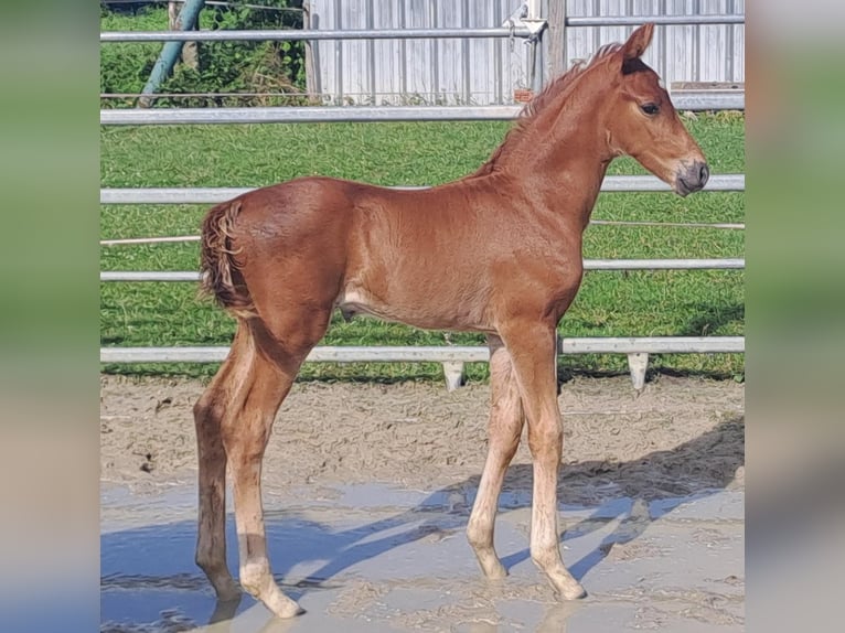 Westphalian Stallion 1 year Chestnut-Red in Borchen