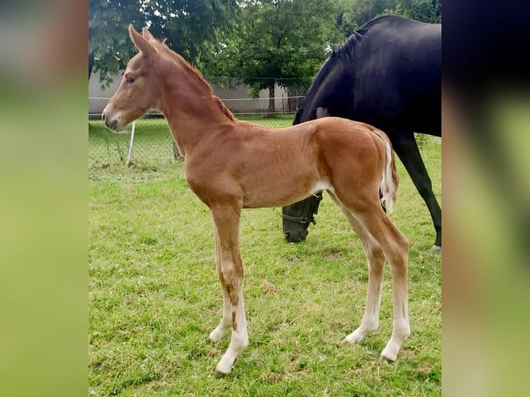 Westphalian Stallion 1 year Chestnut-Red in Borchen