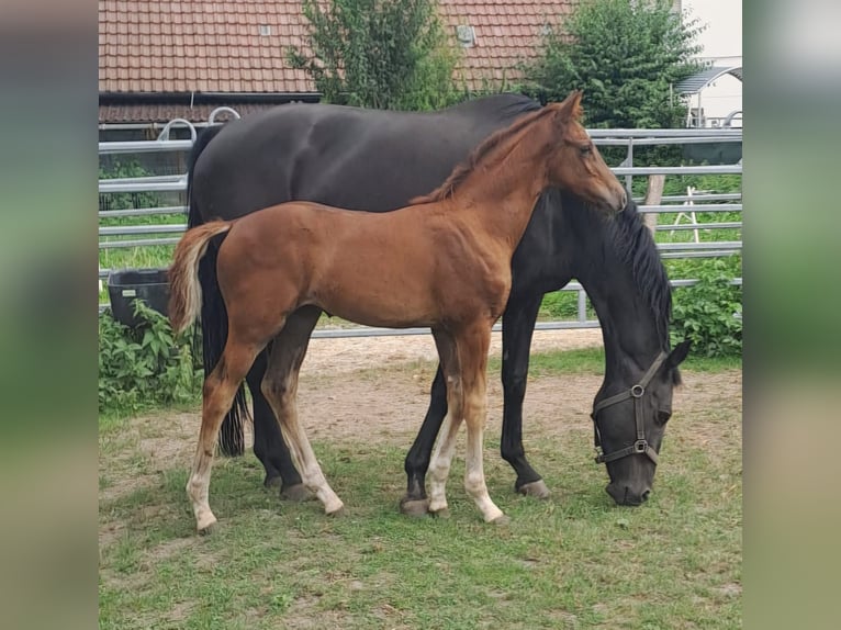 Westphalian Stallion 1 year Chestnut-Red in Borchen