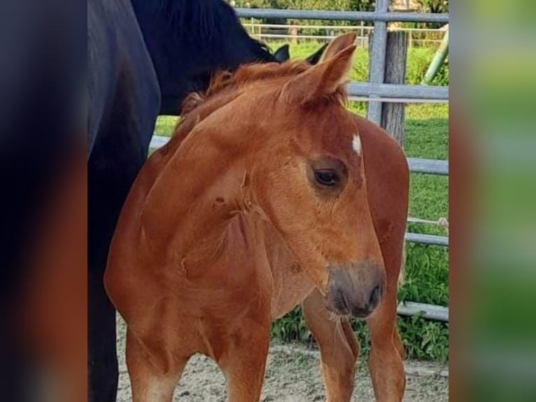 Westphalian Stallion 1 year Chestnut-Red in Borchen