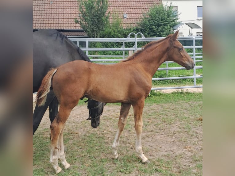 Westphalian Stallion 1 year Chestnut-Red in Borchen