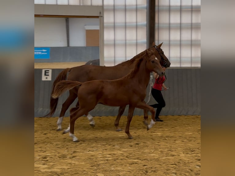 Westphalian Stallion 1 year Chestnut-Red in Gartow
