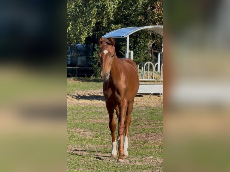 Westphalian Stallion 1 year Chestnut-Red in Gartow