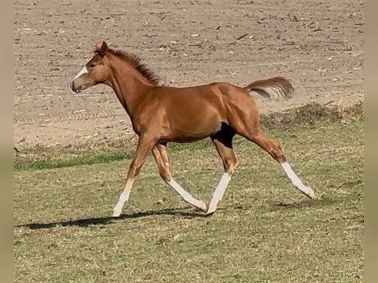 Westphalian Stallion 1 year Chestnut-Red in Haltern am See