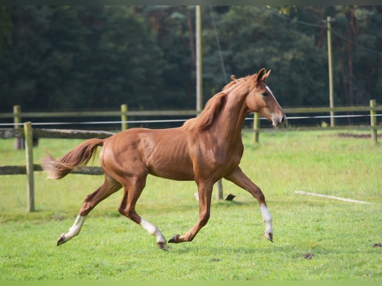 Westphalian Stallion 1 year Chestnut-Red in Herzebrock-Clarholz