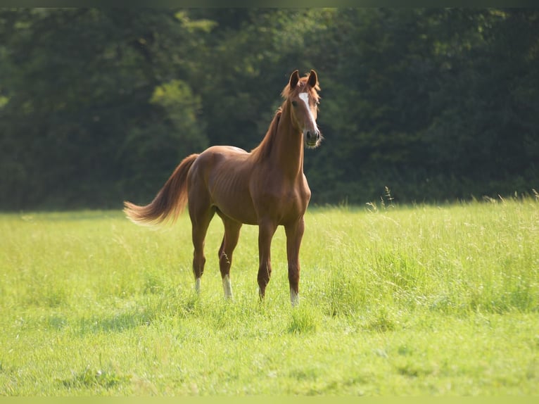 Westphalian Stallion 1 year Chestnut-Red in Herzebrock-Clarholz