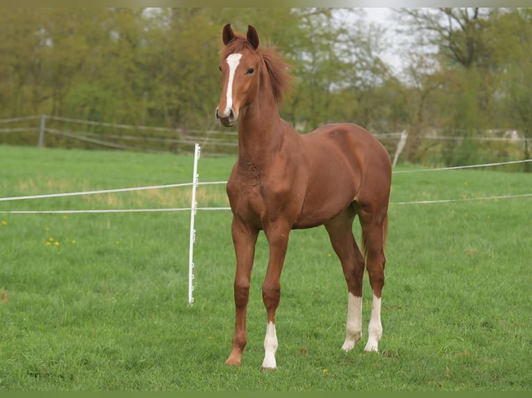 Westphalian Stallion 1 year Chestnut-Red in Herzebrock-Clarholz