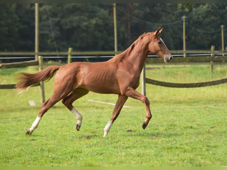 Westphalian Stallion 1 year Chestnut-Red in Herzebrock-Clarholz