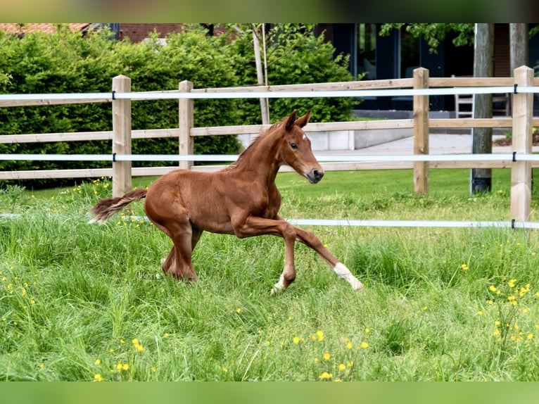 Westphalian Stallion 1 year Chestnut-Red in Havixbeck