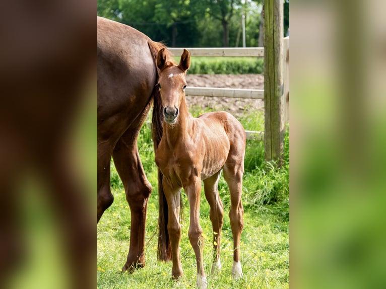 Westphalian Stallion 1 year Chestnut-Red in Havixbeck