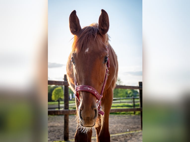 Westphalian Stallion 1 year Chestnut-Red in Havixbeck