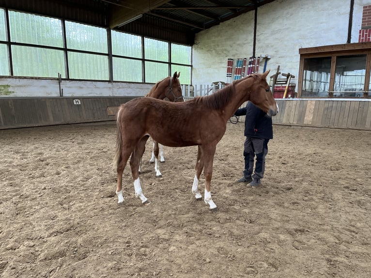 Westphalian Stallion 1 year Chestnut-Red in Siegen