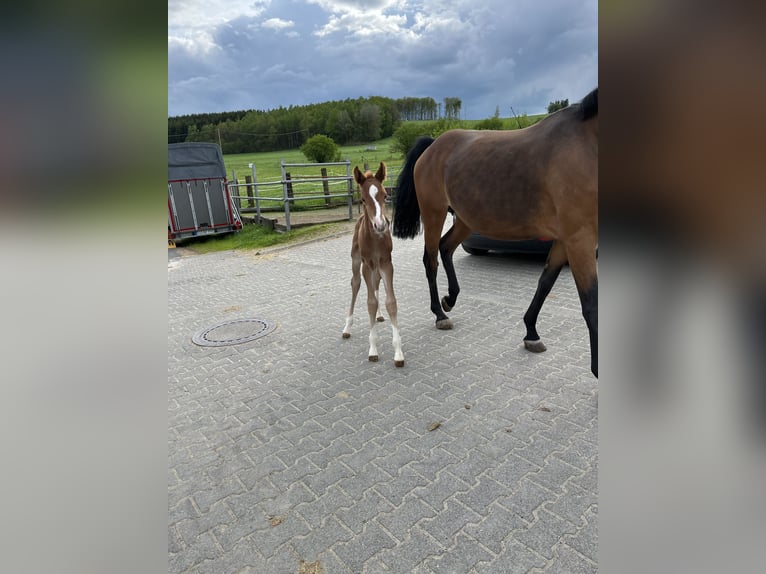 Westphalian Stallion 1 year Chestnut-Red in Siegen
