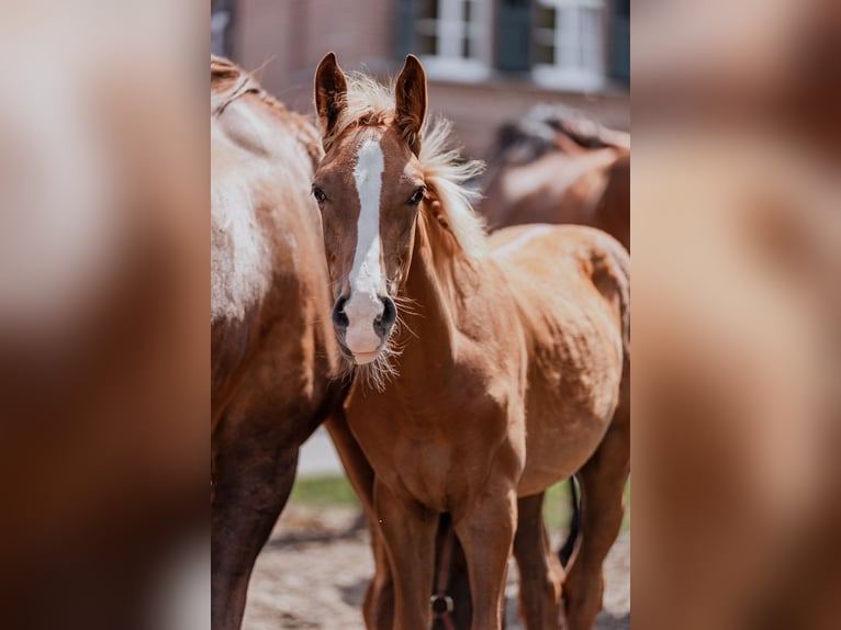 Westphalian Stallion 1 year Chestnut in Düsseldorf