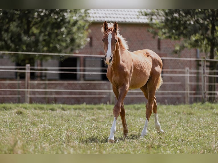 Westphalian Stallion 1 year Chestnut in Düsseldorf