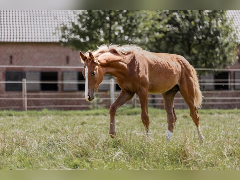 Westphalian Stallion 1 year Chestnut in Düsseldorf