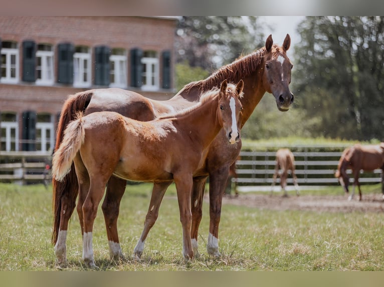 Westphalian Stallion 1 year Chestnut in Düsseldorf