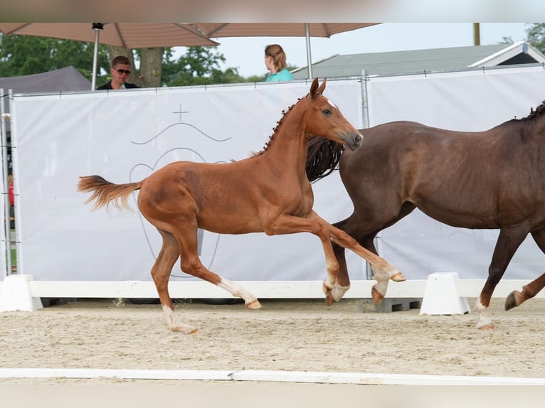 Westphalian Stallion 1 year in Ostercappeln