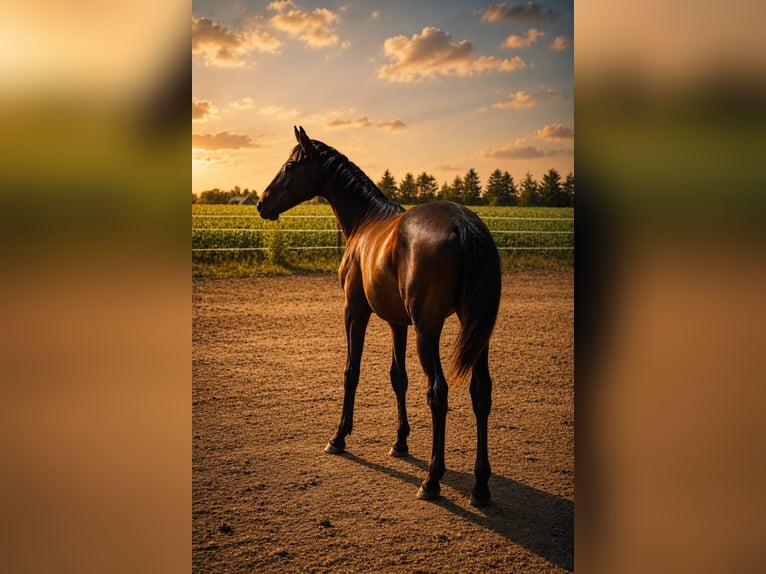 Westphalian Stallion 1 year  in Oberhausen