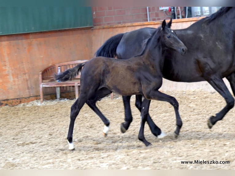 Westphalian Stallion 1 year in Paderborn