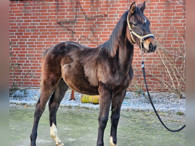 Westphalian Stallion 1 year in Dorsten