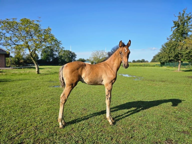 Westphalian Stallion 1 year in Dorsten