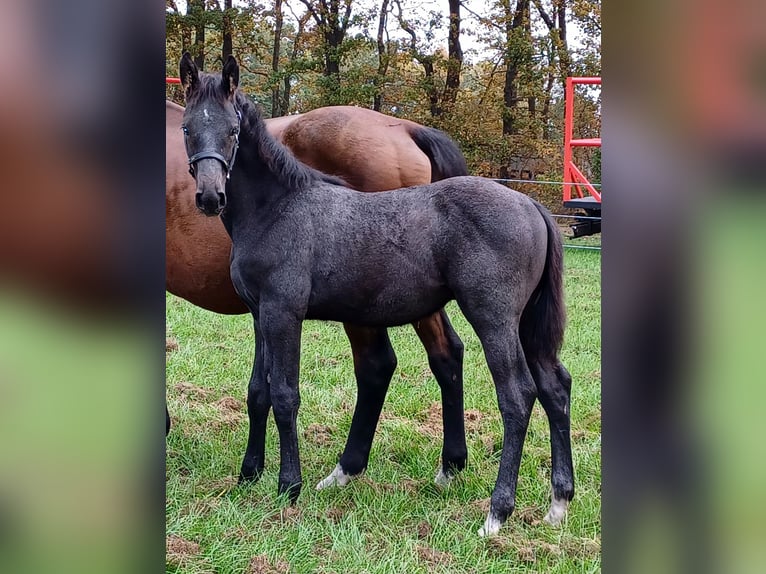 Westphalian Stallion 1 year Grey-Dapple in Uetze