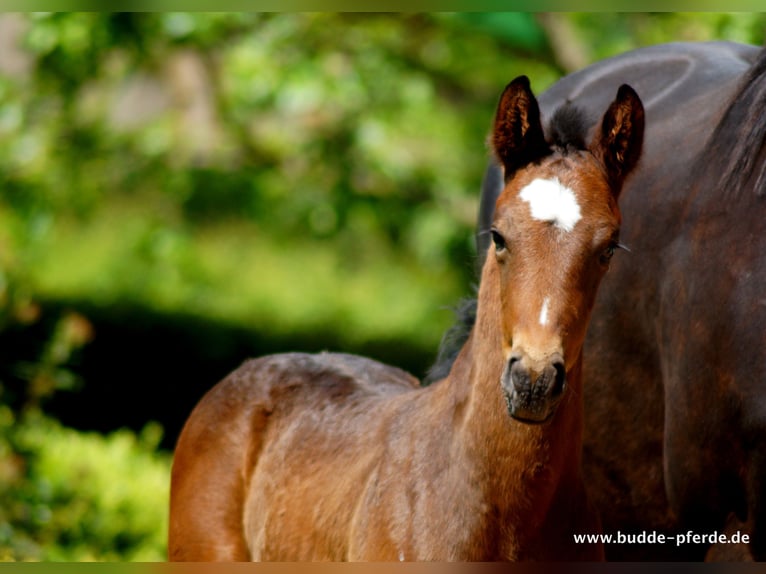 Westphalian Stallion 1 year Smoky-Black in Horstmar