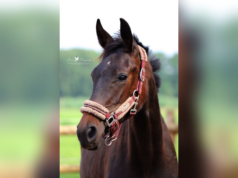 Westphalian Stallion 1 year Smoky-Black in Neuenkirchen-Vörden