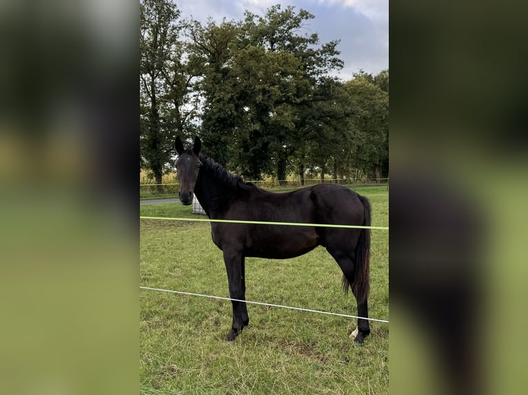 Westphalian Stallion 1 year Smoky-Black in Neuenkirchen-Vörden