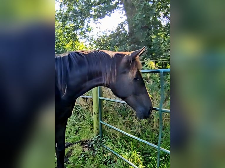Westphalian Stallion 2 years 15.1 hh Bay-Dark in Appen