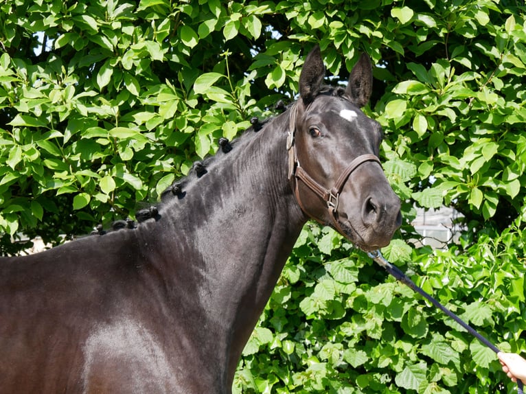 Westphalian Stallion 2 years 15.2 hh Bay-Dark in Dorsten
