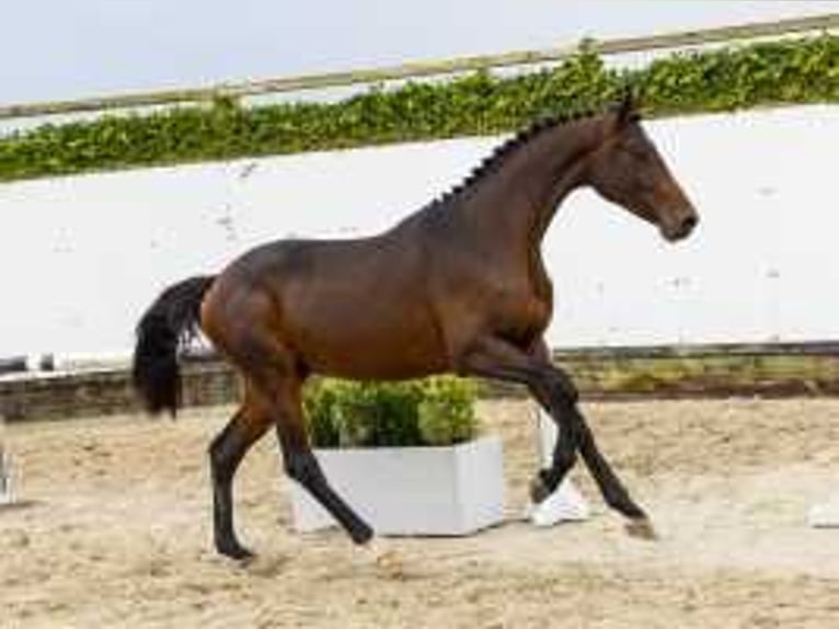 Westphalian Stallion 2 years 15,2 hh Brown in Waddinxveen