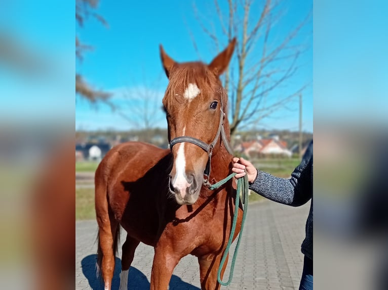 Westphalian Stallion 2 years 15.2 hh Chestnut in Hasbergen