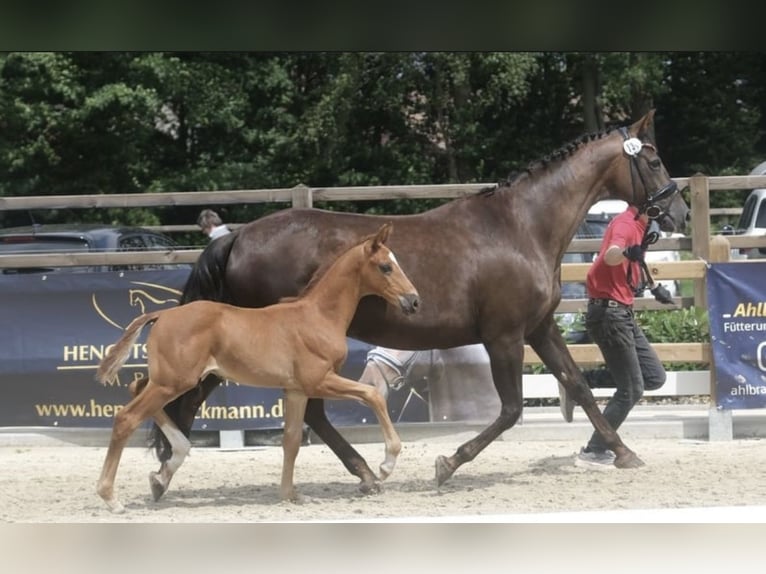 Westphalian Stallion 2 years 15.3 hh Chestnut in Telgte