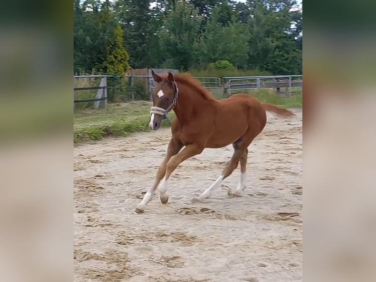 Westphalian Stallion 2 years 15,2 hh Chestnut in Hasbergen