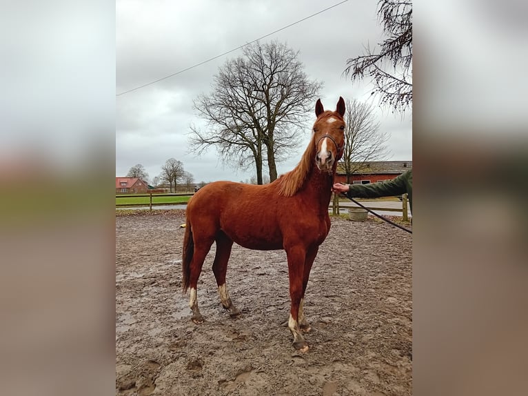 Westphalian Stallion 2 years 15,2 hh Chestnut in Hasbergen
