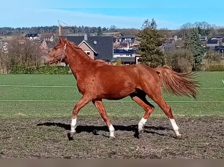 Westphalian Stallion 2 years 15,2 hh Chestnut in Hasbergen
