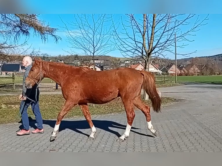 Westphalian Stallion 2 years 15,2 hh Chestnut in Hasbergen