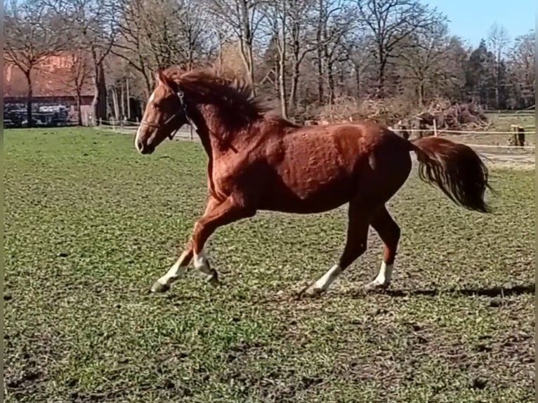 Westphalian Stallion 2 years 15,2 hh Chestnut in Hasbergen