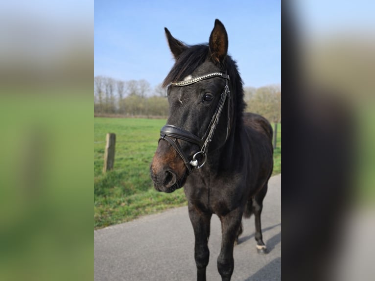 Westphalian Stallion 2 years 15,2 hh Smoky-Black in Emsdetten