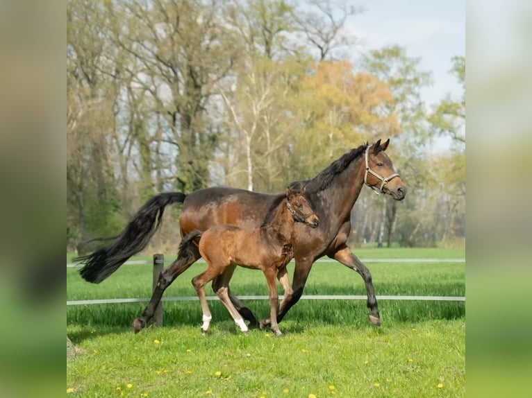 Westphalian Stallion 2 years 15,3 hh Bay-Dark in Steinhagen