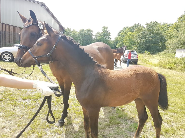 Westphalian Stallion 2 years 15,3 hh Bay-Dark in Steinhagen